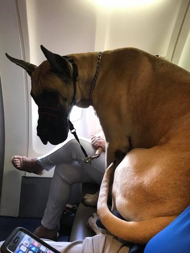 Huge Great Dane on a plane