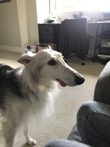 Dog with long muzzle sticking its tongue out.