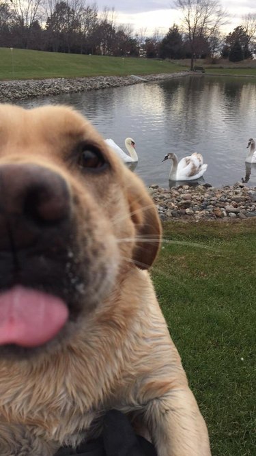 Dog with its tongue sticking out.