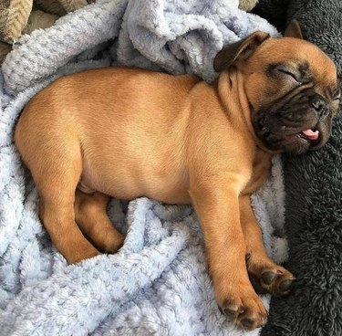 Puppy sticking out its tongue.