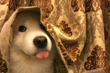 Dog under a tablecloth with its tongue sticking out.