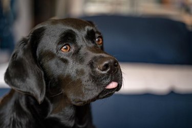 Dog with its tongue sticking out.