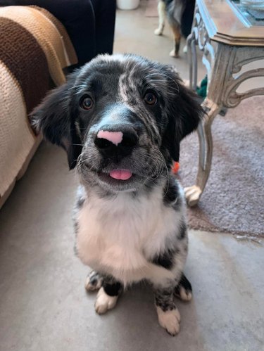 Dog with its tongue sticking out.