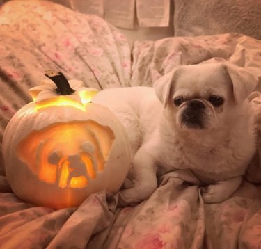 Dog posing with its jack'o'lantern counterpart.