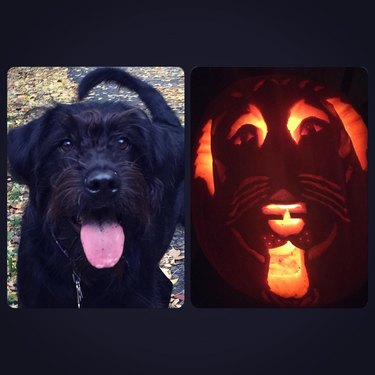 Side-by-side comparison of a dog and its jack'o'lantern counterpart.