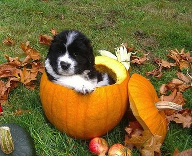 Puppy sitting in a pumpkin.