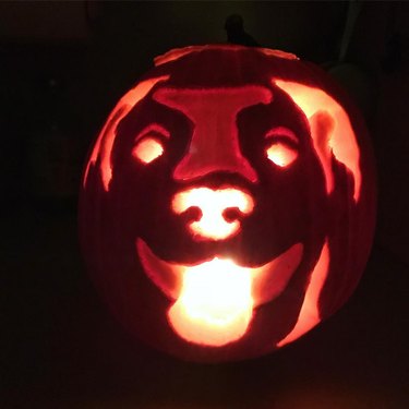 17 of the Coolest Pumpkins Carved Like Animals | Cuteness