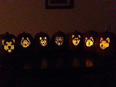 Seven jack'o'lantern with a Husky faces carved into them.