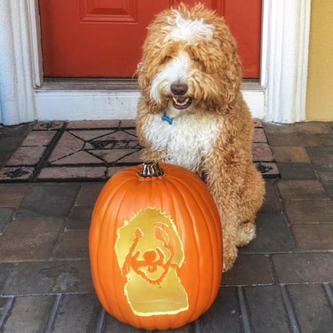 Labradoodle posing with a jack'o'lantern dog pumpkin.