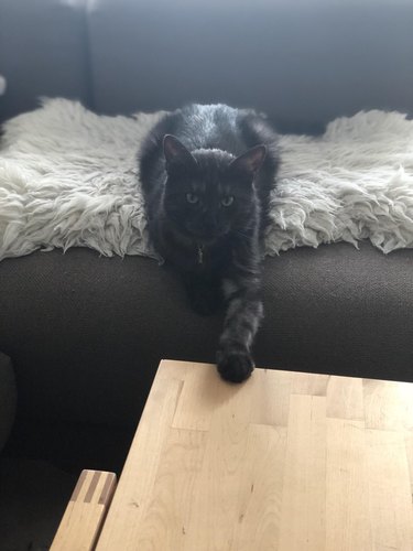 cat not allowed on table extends paw towards table