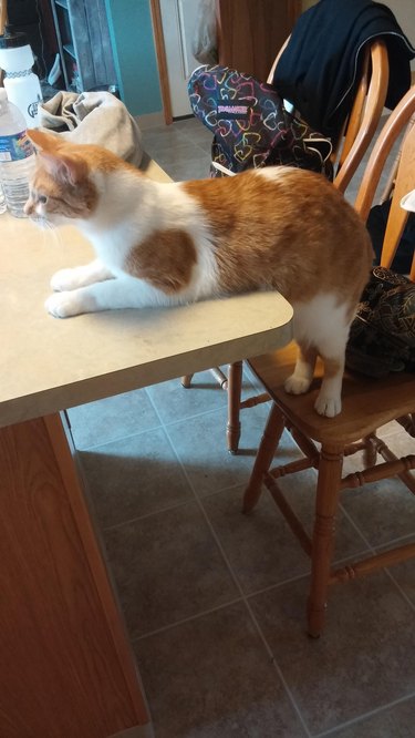 cat breaking no table rule