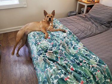 Dog breaking no bed rule