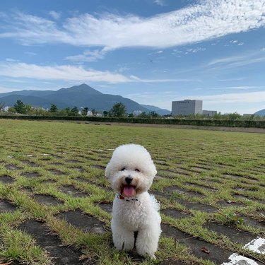 a bichon frise in a field