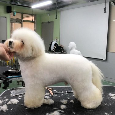 bichon frise being groomed