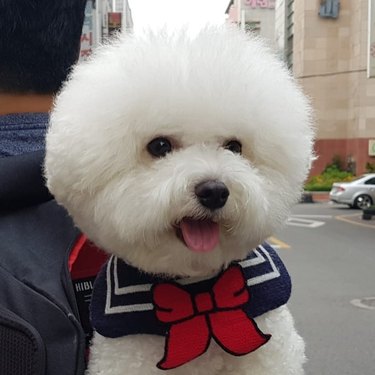 bichon frise in a backpack