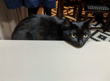 cat rests head on counter she's not allowed to be on
