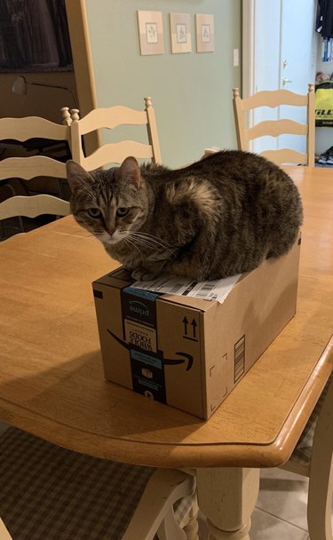 cat gets around no table rule by sitting on box atop table