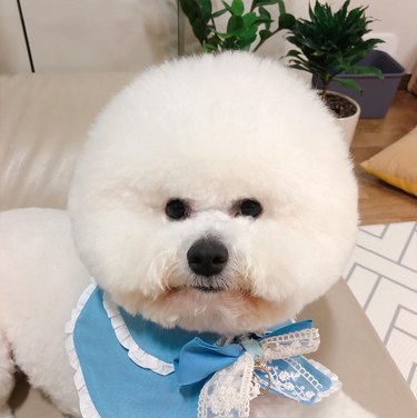 bichon frise with a bow