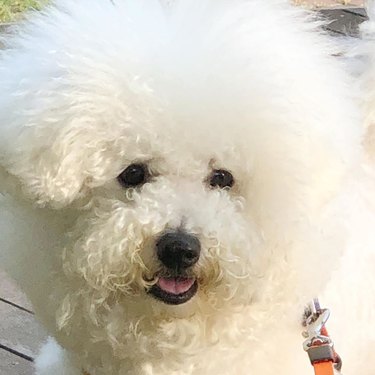 bichon frise super fluffy