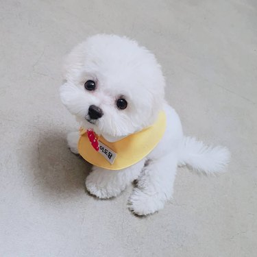 bichon frise puppy with bib