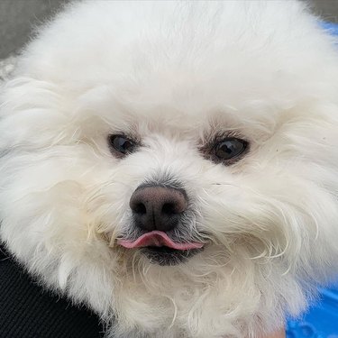 bichon frise with tongue out