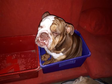 dogs sits in buckets placed on couch to keep him off the couch