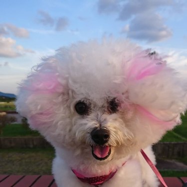 a bichon with pink highlights in its fur