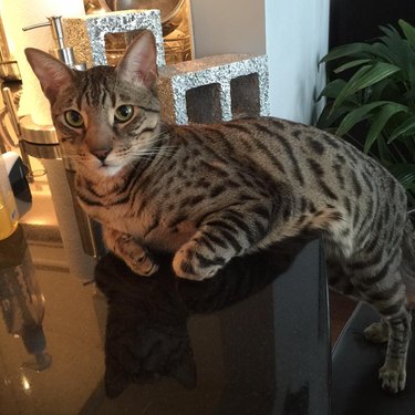 cat leans on counter he's not supposed to be on