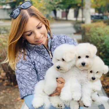 three bichon frises with owner