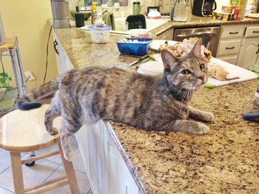 cat not allowed on counter edges onto counter