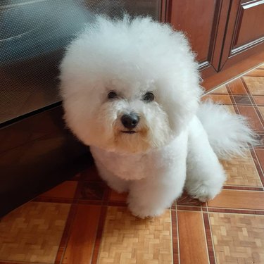 bichon frise with frizzy hair