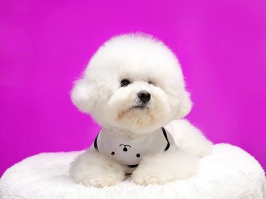 bichon frise on a doggy bed