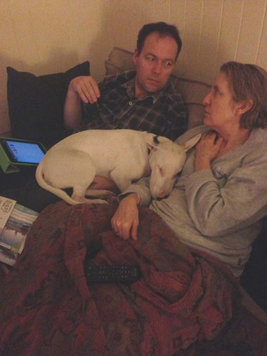 dog cheats no couch rule by napping on both of his humans