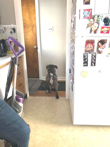 dog not allowed in kitchen inches slowly into kitchen