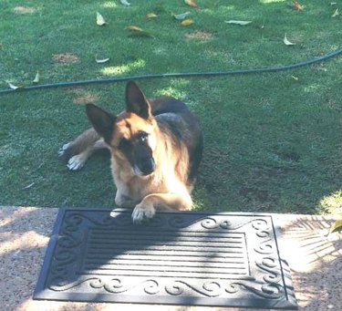 dog cheats no patio rule by putting one paw up