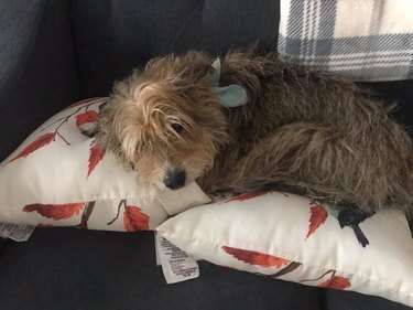 dog cheats no couch rule by napping on pillows on top of couch