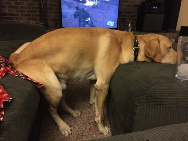 dog gets around no furniture rule by bridging the difference - literally