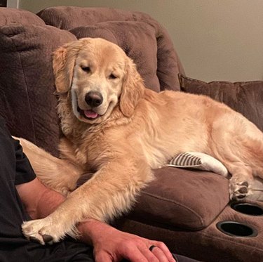 smiling dog on couch
