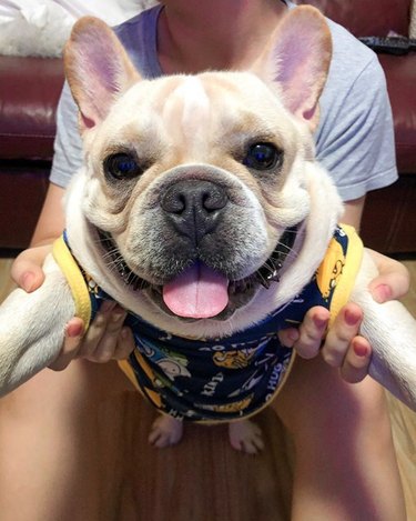 a frenchie with a big smile