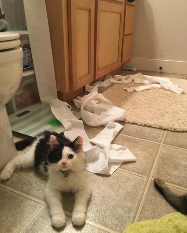 17 annoying things that all cats do