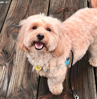 smiling dog on boardwalk