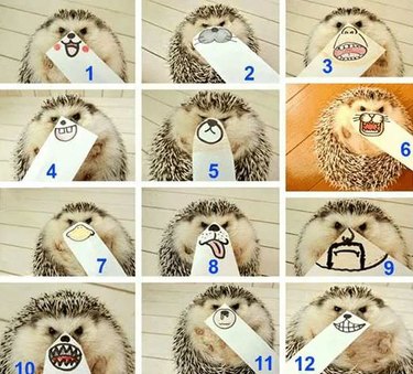 Hedgehog with drawings of different mouths held up to its face.