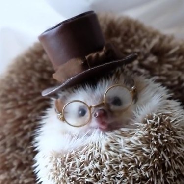 Hedgehog wearing a top hat and glasses.