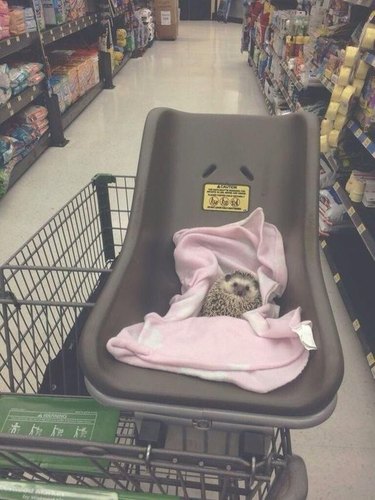 Hedgehog riding in a shopping cart.