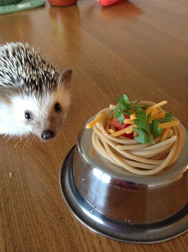 Hedgehog next to a tiny plate of pasta.