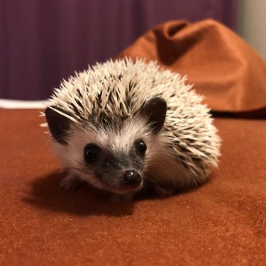 Hedgehog