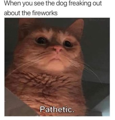 cat judges dog and text says "pathetic"