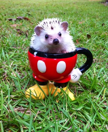 Hedgehog sitting in a mug shaped like the bottom half of Mickey Mouse.