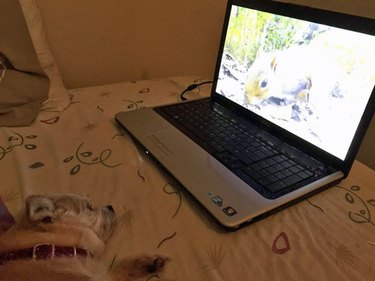 lazy dog watching squirrels on a laptop