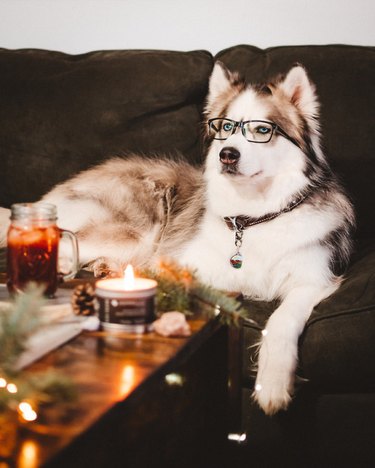 dog on a couch wearing glasses